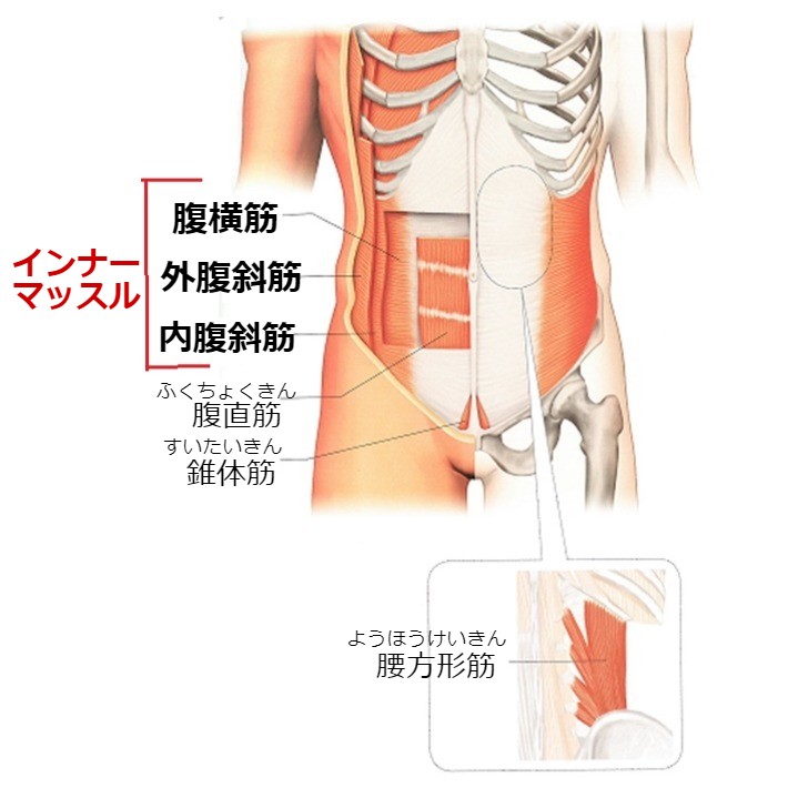 体幹とインナーマッスル 伊勢リハ ブログ 学校法人協栄学園