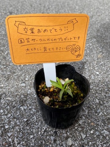 沖縄女子短期大学 園芸サークル 卒業生へしらゆりの苗プレゼント