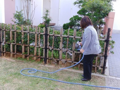 毎朝の水遣り